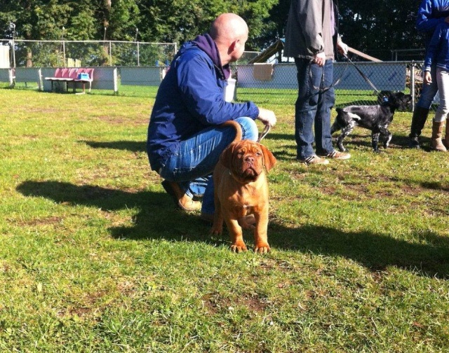 Guusje 1e puppy les 22-09-2012 029.jpg